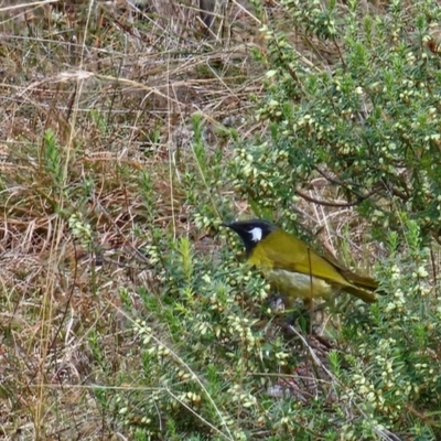 Nesoptilotis leucotis (White-eared Honeyeater) at Taylor, ACT - 11 Jun 2024 by Jiggy