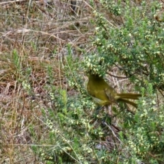 Nesoptilotis leucotis at Taylor, ACT - 11 Jun 2024