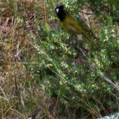 Nesoptilotis leucotis at Taylor, ACT - 11 Jun 2024