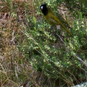 Nesoptilotis leucotis at Taylor, ACT - 11 Jun 2024