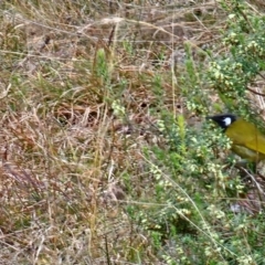 Nesoptilotis leucotis at Taylor, ACT - 11 Jun 2024