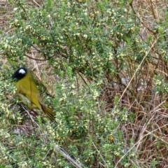 Nesoptilotis leucotis at Taylor, ACT - 11 Jun 2024