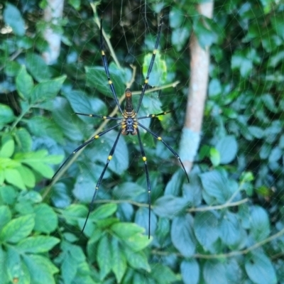 Trichonephila plumipes (Humped golden orb weaver) at Burnside, QLD - 18 May 2024 by clarehoneydove