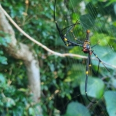 Trichonephila plumipes at Burnside, QLD - suppressed