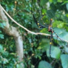Trichonephila plumipes at Burnside, QLD - suppressed