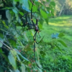 Trichonephila plumipes at Burnside, QLD - suppressed