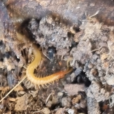 Geophilomorpha sp. (order) (Earth or soil centipede) at QPRC LGA - 10 Jun 2024 by clarehoneydove