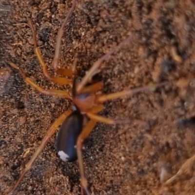 Lamponidae (family) (White-tailed spiders) at Bungendore, NSW - 10 Jun 2024 by clarehoneydove