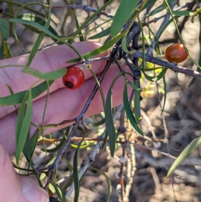 Lysiana exocarpi subsp. exocarpi (Harlequin Mistletoe) at Whyalla Barson, SA - 28 May 2024 by Darcy