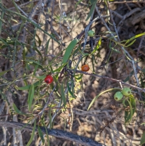 Lysiana exocarpi subsp. exocarpi at Whyalla Barson, SA - 28 May 2024