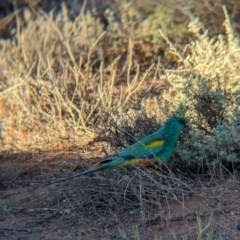 Psephotellus varius (Mulga Parrot) at Whyalla Barson, SA - 28 May 2024 by Darcy