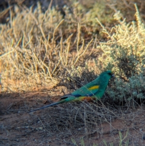 Psephotellus varius at Whyalla Barson, SA - 28 May 2024