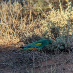 Psephotellus varius at Whyalla Barson, SA - 28 May 2024