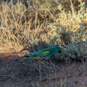 Psephotellus varius at Whyalla Barson, SA - 28 May 2024