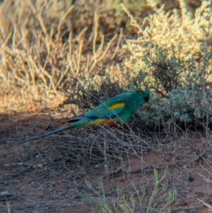 Psephotellus varius at Whyalla Barson, SA - 28 May 2024