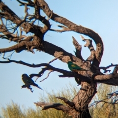 Psephotellus varius at Whyalla Barson, SA - 28 May 2024