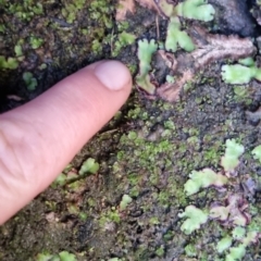 Marchantia sp. (genus) at Bungendore, NSW - 10 Jun 2024 by clarehoneydove