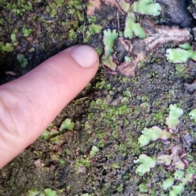 Marchantia sp. (genus) at Bungendore, NSW - 10 Jun 2024 by clarehoneydove