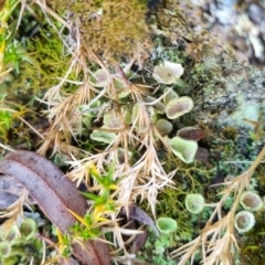Cladonia sp. (genus) (Cup Lichen) at Bungendore, NSW - 10 Jun 2024 by clarehoneydove