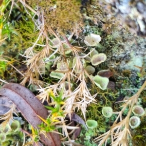 Cladonia sp. (genus) at QPRC LGA - 10 Jun 2024