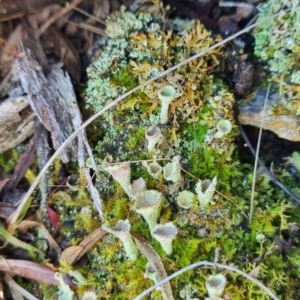 Cladonia sp. (genus) at QPRC LGA - 10 Jun 2024