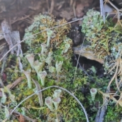 Cladonia sp. (genus) at QPRC LGA - 10 Jun 2024