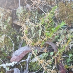 Cladonia sp. (genus) at QPRC LGA - 10 Jun 2024
