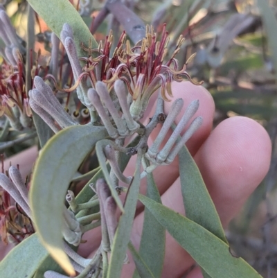 Amyema quandang var. quandang (Grey Mistletoe) at Whyalla Barson, SA - 28 May 2024 by Darcy