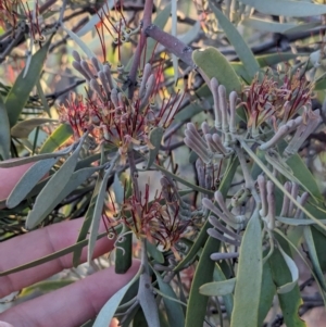 Amyema quandang var. quandang at Whyalla Barson, SA - 28 May 2024 04:27 PM