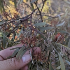 Amyema quandang var. quandang at Whyalla Barson, SA - 28 May 2024 04:27 PM