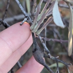 Amyema quandang var. quandang at Whyalla Barson, SA - 28 May 2024 04:27 PM