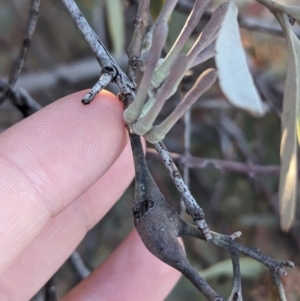 Amyema quandang var. quandang at Whyalla Barson, SA - 28 May 2024 04:27 PM