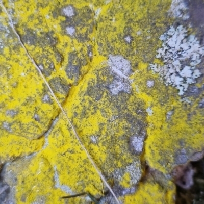 Rhizocarpon geographicum at Bungendore, NSW - 10 Jun 2024 by clarehoneydove