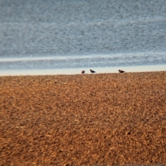Haematopus fuliginosus (Sooty Oystercatcher) at Whyalla, SA - 28 May 2024 by Darcy