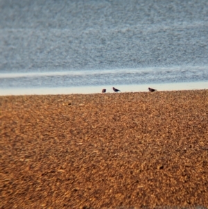 Haematopus fuliginosus at Whyalla, SA - suppressed