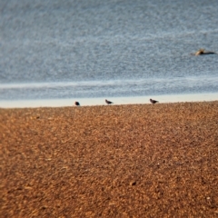 Haematopus fuliginosus at Whyalla, SA - suppressed