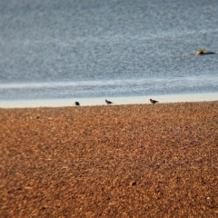 Haematopus fuliginosus at Whyalla, SA - suppressed