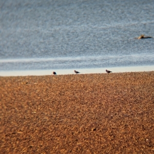 Haematopus fuliginosus at Whyalla, SA - suppressed