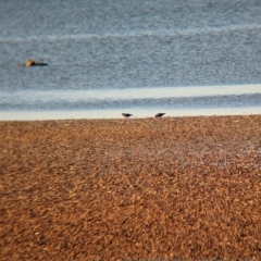 Haematopus fuliginosus at Whyalla, SA - suppressed