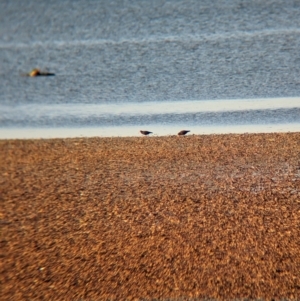 Haematopus fuliginosus at Whyalla, SA - suppressed