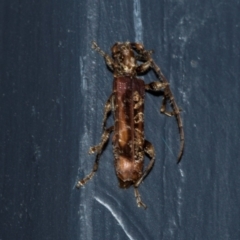 Tessaromma undatum (Velvet eucalypt longhorn beetle) at Higgins, ACT - 7 Jun 2024 by AlisonMilton