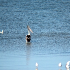 Pelecanus conspicillatus at Whyalla, SA - 28 May 2024 by Darcy