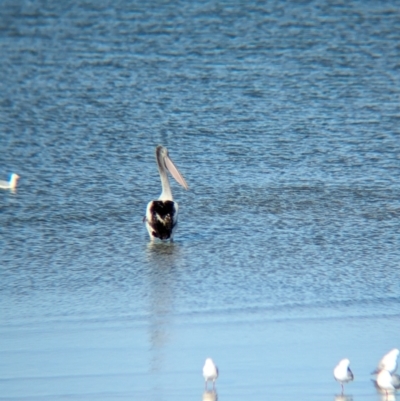 Pelecanus conspicillatus (Australian Pelican) at Whyalla, SA - 29 May 2024 by Darcy