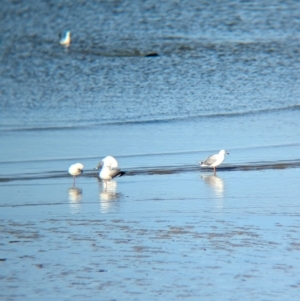 Chroicocephalus novaehollandiae at Whyalla, SA - 29 May 2024