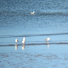 Chroicocephalus novaehollandiae at Whyalla, SA - 29 May 2024