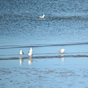 Chroicocephalus novaehollandiae at Whyalla, SA - 29 May 2024