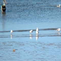 Chroicocephalus novaehollandiae at Whyalla, SA - 29 May 2024