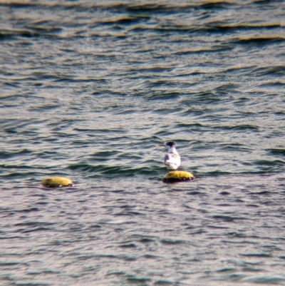 Thalasseus bergii (Crested Tern) at Whyalla, SA - 29 May 2024 by Darcy