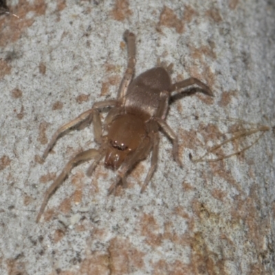 Unidentified Other hunting spider at Turner, ACT - 22 May 2024 by AlisonMilton