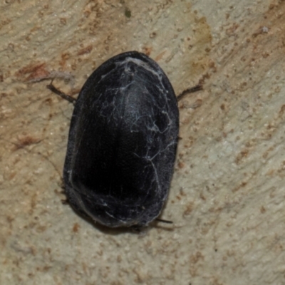 Pterohelaeus striatopunctatus (Darkling beetle) at Turner, ACT - 22 May 2024 by AlisonMilton